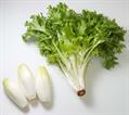 Endive